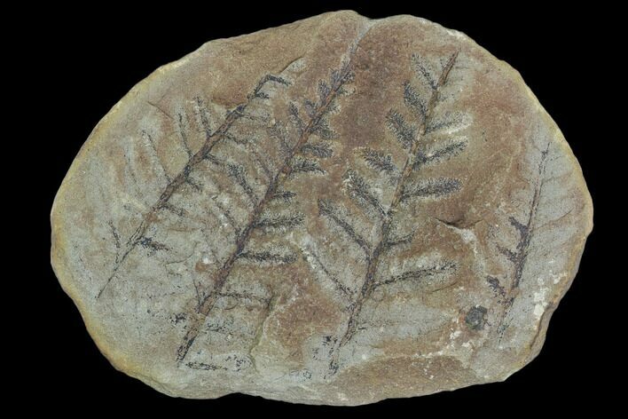 Four Fossil Fern (Pecopteris) Fronds - Mazon Creek #121022